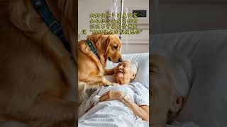 Grandma has not been home for many days The Golden Retriever was worried about coming to visit he [upl. by Ynotna]