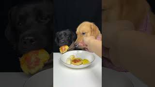 My Labrador Brother Is A Picky Eater Golden and Labrador Cute Pet Debut Plan [upl. by Acinelav]