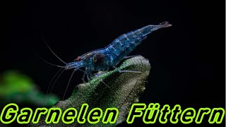 Garnelen füttern oder nicht 🦐 Zwerggarnelen Fütterung im Aquarium  Beste Futter für Neocaridina [upl. by Adlen]