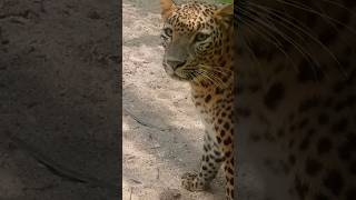 leopard 🐆 original Roar tiger animals funny motivation leopard [upl. by Holt761]