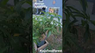 Pickering is flowering Valrico fl jojofoodforest [upl. by Spiegleman]