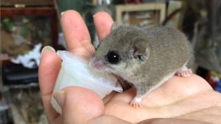 ぜりーおいちいれす African Pygmy Dormice アフリカヤマネ [upl. by Loesceke307]