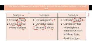 Differentiate between parenchyma collenchyma and sclerenchyma on the basis of their cell wall [upl. by Eilojne]