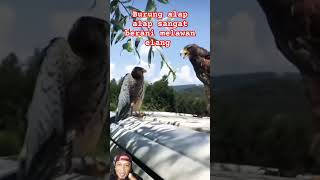 Alap alap pemberani shortvideo shortfeed burung elang animals [upl. by Nyral]