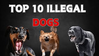 10 Most Illegal Dog Breeds in the World [upl. by Kemp]