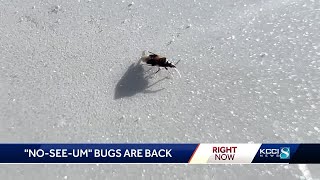 Tiny bugs pack a big punch Noseeums are back and are as annoying as ever for Iowans [upl. by Penthea778]