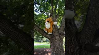 Cat Gets Stuck in Tree [upl. by Ecneps381]