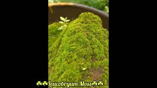 Leucobryum glaucum  Pincushion Moss 🍀🍀 Leucobryum Moss  Tansa Reserve Forest [upl. by Ydeh]