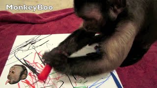 Capuchin Monkey Artist [upl. by Anaidni]