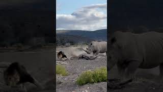 Rhino Stabs Male Lion with Its Horn [upl. by Panter]