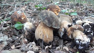 Porcini neri di ottobre  la grande fungata   un video di diavolorosso [upl. by Shelly]