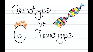 Genotype vs Phenotype [upl. by Muns]