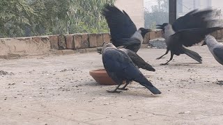 Amazing Crows Birds Unity Crows Sound Birds And Animals Sound Crows Fight Crows Taking Voice Of Crow [upl. by Thia220]