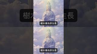 後悔！早知道就不讓媽媽樹葬！從事殯葬業多年的他，客觀揭露真相！樹葬、花葬、海葬？勿太浪漫因果冤親債主佛 [upl. by Nnorahs]