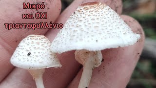 Επικίνδυνο Lepiota cristata [upl. by Larissa]