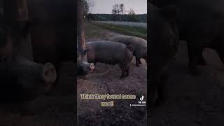 Breeders pigs pig pasturedpork regenerativefarming homestead [upl. by Uchida]