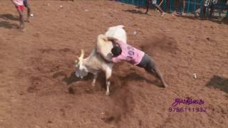 Kulamangalam Jallikattu 2017 highlights [upl. by Soinski]