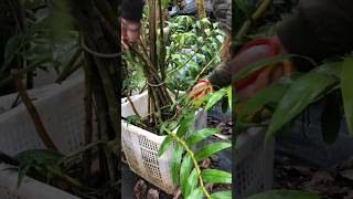 great ideas how to propagation dendrobium nobile plants short plants [upl. by Kaczer]