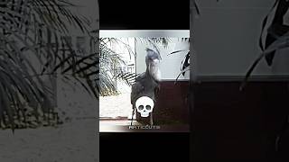 Best birds 💀☠️ fnf duet fridaynightfunkin fnaf fnafsecuritybreach memes trolledit [upl. by Llertnov]