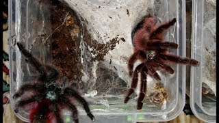 Tarantula mating  Avicularia versicolor mating [upl. by Cy]