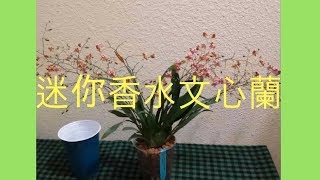 蘭花  兰花 – 迷你香水文心蘭開花啦  介質半水耕  蘭花種植 Oncidium Twinkle Orchid in Semi Hydroponics [upl. by Inaboy917]