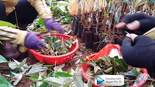 Cách ghép sầu riêng vườn ươm cách chọn chồi sâu riêng  Grafting young durian tree in the nursery [upl. by Kendrick]