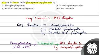 ATP can be formed in the photosynthesizing plant cells by  a Pho [upl. by Stockwell]