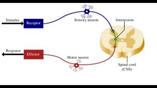 Two Minutes of Anatomy Reflex Arc [upl. by Eeluj204]