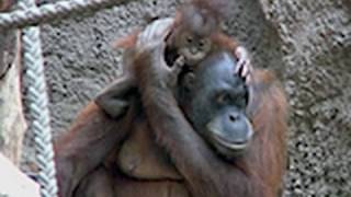 Orang Utan Baby  Zoo Leipzig im Pongoland  Apes  Monkeys [upl. by Lesley575]