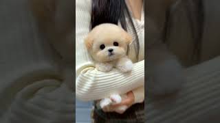 cute jacky puppy jackey pets maltipoo jacki cutedog animals shorts viral funny [upl. by Acile217]