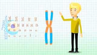 Understanding Chromosomal Translocation  Robertsonian Translocation v12 [upl. by Nnagem]