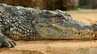 Plover Bird Came to Clean Crocodile’s Teeth [upl. by Michal]