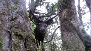 Lake Katherine Fiordland Wapiti Hunting Adventure  Part 2 [upl. by Lamrouex777]