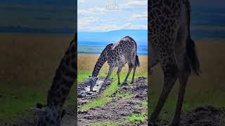 Thirsty Giraffe  Wildlife ShortsAfrica youtubechamps [upl. by Initsed]