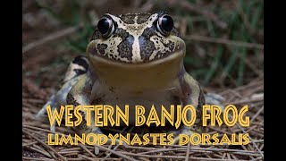 Western Banjo Frog [upl. by Hewe761]