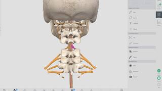 Pinched Nerve Neck  Neck Anatomy  Neck Pain Causes  OBTS [upl. by Ring]