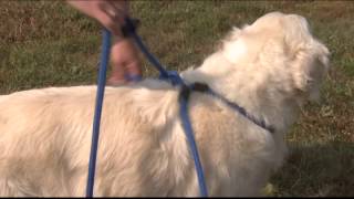 Harness Lead 1 minute video [upl. by Amandi]