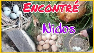 GALLINAS que se escapan de su corral tenían NIDOS escondidos [upl. by Egerton]