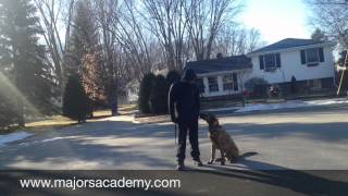 SHOCK Collars  Majors Academy Dog Training and Rehabilitation [upl. by Morena559]