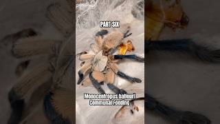 PART SIX  Monocentropus balfouri communal feeding tarantulafeeding spider [upl. by Schiro]