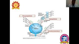 Micturition Reflex amp Abnormalities of Bladder Dr Ganesan R [upl. by Delija517]