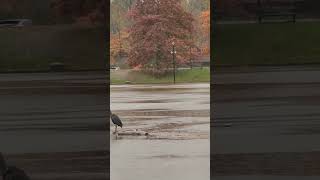 Rain on Lafarge lake Coquitlam birds rain park wildvancouver [upl. by Aneeled]