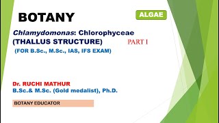 Chlamydomonas Thallus Structure BSc I year MSc Botany [upl. by Quince]