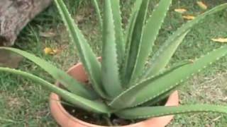 Aloes vera ou la plante aux mille vertus [upl. by Joselyn]