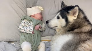 2 amp Half Year Story From Husky Protecting Unborn Baby To Baby Falling In Love With Our Husky😭 [upl. by Neyuq421]