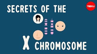 Secrets of the X chromosome  Robin Ball [upl. by Joli256]