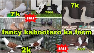 frillback top quality 😍 Lahori Siraji Maltese 🐣 Mukhi king Belgium fantail fancy kabootar pigeon [upl. by Sackman]