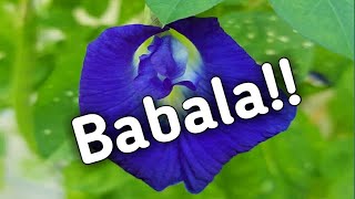 MGA SAKIT NA KAYANG GAMUTIN NG TERNATE O BUTTERFLY PEA [upl. by Calysta]