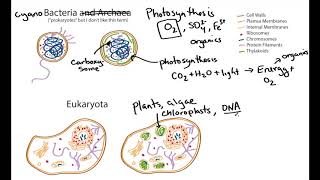 Photosynthetic Cell Structure Cyanobacteria and Algae geobiology [upl. by Davy]