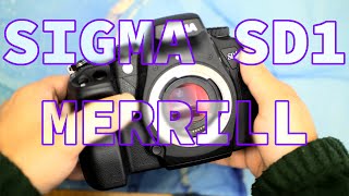 Sigma SD1 Merrill  The DSLR with Foveon X3 Full Colour Sensor  2024 Review [upl. by Ahto]